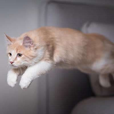 1.しっぽをピンと立てる, 2.キラキラした顔になる, 3.突然ジャンプやダッシュをする, 愛猫を喜ばせるための方法