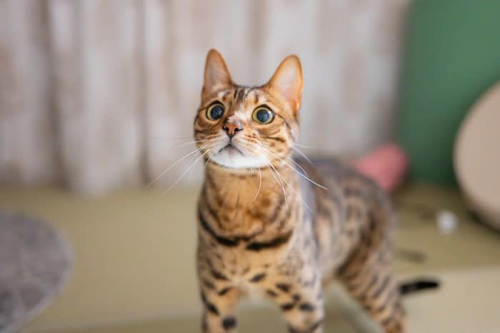1.しっぽをピンと立てる, 2.キラキラした顔になる, 3.突然ジャンプやダッシュをする, 愛猫を喜ばせるための方法