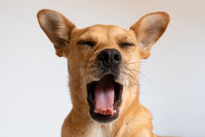 犬が『安眠できていない』ときにみせるサイン５選, 1.元気がなくなり活動量が減る, 2.あくびを頻繁に繰り返す, 3.指示を聞かなくなる、正確に従えなくなる, 4.落ち着きのない行動が増える, 5.体を動かしてもすぐに疲れてしまう, 犬が不眠になったら病院に連れて行くべき？受診目安を解説