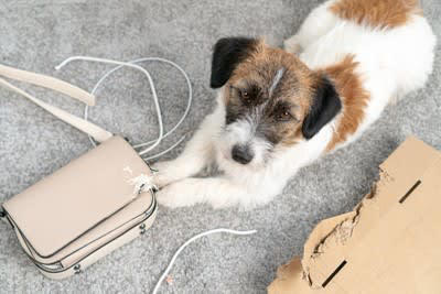 犬が『安眠できていない』ときにみせるサイン５選, 1.元気がなくなり活動量が減る, 2.あくびを頻繁に繰り返す, 3.指示を聞かなくなる、正確に従えなくなる, 4.落ち着きのない行動が増える, 5.体を動かしてもすぐに疲れてしまう, 犬が不眠になったら病院に連れて行くべき？受診目安を解説
