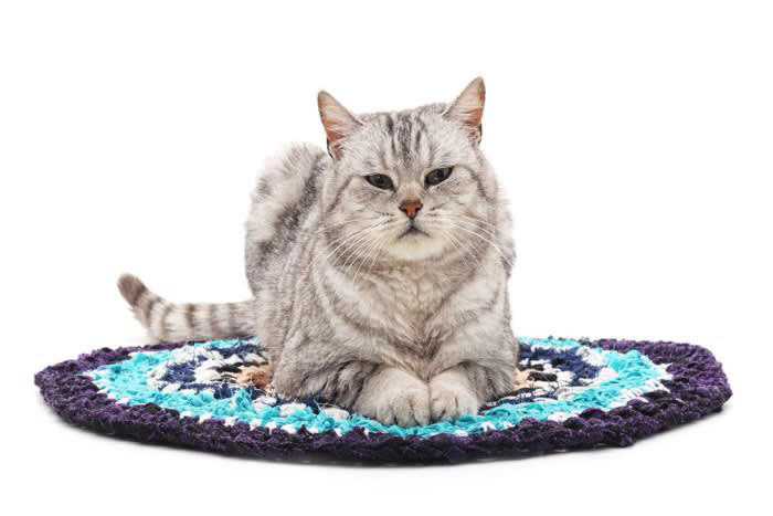 「猫転送装置」とは？, 猫転送装置の作り方, 猫が猫転送装置に吸い込まれる理由や心理, 狭い場所が好きだから