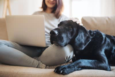 大型犬の寿命が短いといわれている理由5選, 1.成長スピードが早く、体への負担が大きい, 2.心臓や関節などへの負担が大きい, 3.遺伝的な疾患リスクが高め, 4.消化器系への負担が大きい, 5.飼育コストや環境管理の難しさが影響する場合も, 大型犬の平均寿命はどれくらい？, 飼い主ができる健康管理のポイント, 食事管理と体重コントロール, 適度な運動と休息のバランス, 定期的な健康診断を欠かさない