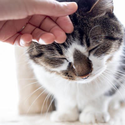 猫からの「愛され度」を測る方法5選, 1.スリスリと体をこすりつける, 2.お腹を見せてゴロンとする, 3.ゆっくりとまばたきする, 4.喉をゴロゴロ鳴らす, 5.狩りの獲物を持ってくる, 猫のサインに隠される「注意すべき行動」とは, 猫との絆を深める方法