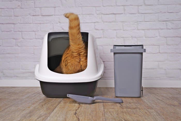 ペット可物件とは？, 猫と暮らす「ペット可物件」で起こりがちな3つのトラブル, 1.爪とぎトラブル, 2.騒音トラブル, 3.ニオイトラブル