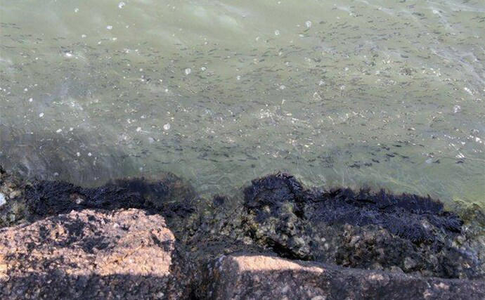 秋のヒラメは回遊する, 水温下がれば日中も, 釣れたら周囲を探る, 数釣りも夢ではない