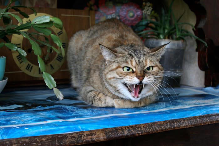1.不適切な餌やり, 2.野良猫の駆除, 3.無理に近づく・触れる, 4.暴力的な行為