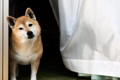 犬が「首をかしげる」5つの心理, 1.音の方向を確認している, 2.飼い主の言葉を理解しようとしている, 3.相手に好意を伝えたい, 4.注意を引きたい, 5.体調不良のサイン, 不調を感じているかどうかを判断するには