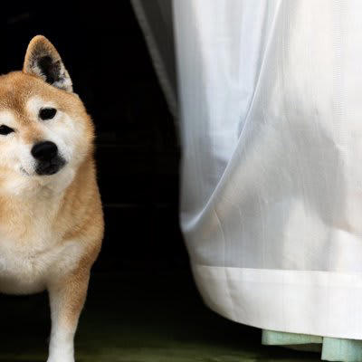 犬が「首をかしげる」5つの心理, 1.音の方向を確認している, 2.飼い主の言葉を理解しようとしている, 3.相手に好意を伝えたい, 4.注意を引きたい, 5.体調不良のサイン, 不調を感じているかどうかを判断するには