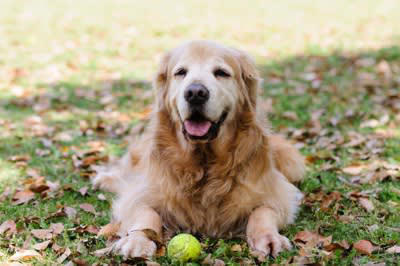犬が死ぬ前に『飼い主から離れようとする』心理４選, 1.敵に狙われないよう野生時代の習性, 2.家族に弱った姿を見せたくないから, 3.静かに安心して休める場所を探している, 4.飼い主を悲しませたくないから, 現代では飼い主と一緒にいたがる犬が多いという説も, 愛犬との後悔しないお別れのためにすべきこと