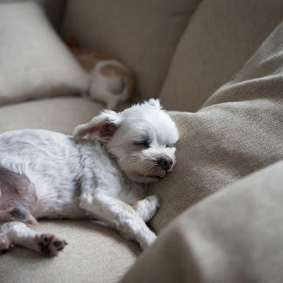犬が死ぬ前に『飼い主から離れようとする』心理４選, 1.敵に狙われないよう野生時代の習性, 2.家族に弱った姿を見せたくないから, 3.静かに安心して休める場所を探している, 4.飼い主を悲しませたくないから, 現代では飼い主と一緒にいたがる犬が多いという説も, 愛犬との後悔しないお別れのためにすべきこと