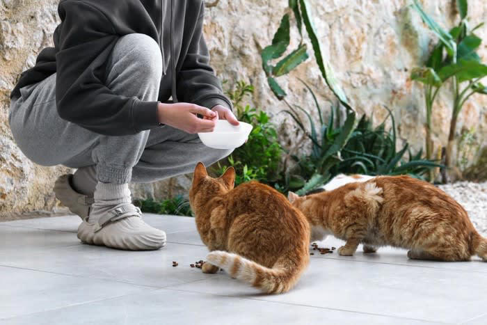 1.不適切な餌やり, 2.野良猫の駆除, 3.無理に近づく・触れる, 4.暴力的な行為