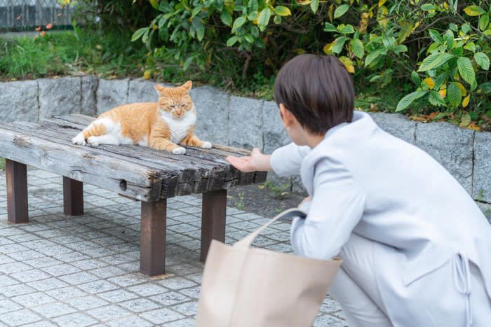 1.不適切な餌やり, 2.野良猫の駆除, 3.無理に近づく・触れる, 4.暴力的な行為