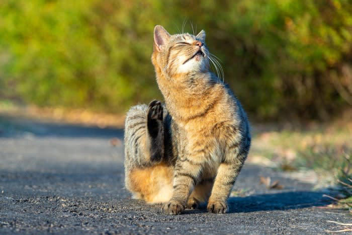 1.不適切な餌やり, 2.野良猫の駆除, 3.無理に近づく・触れる, 4.暴力的な行為