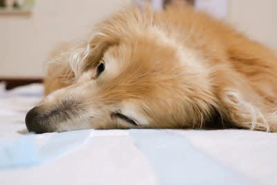 犬が死ぬ前に『飼い主から離れようとする』心理４選, 1.敵に狙われないよう野生時代の習性, 2.家族に弱った姿を見せたくないから, 3.静かに安心して休める場所を探している, 4.飼い主を悲しませたくないから, 現代では飼い主と一緒にいたがる犬が多いという説も, 愛犬との後悔しないお別れのためにすべきこと