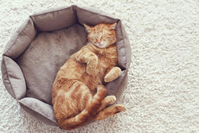 猫が『ずっと寝ている』5つの理由, 1.狩猟本能による「エネルギー温存型」の生活, 2.レム睡眠とノンレム睡眠のサイクルが短い, 3.成長や回復のために睡眠が必要, 4.環境が安心・安全だとよく眠る, 5.季節や天候の影響を受けている, 猫の平均的な睡眠時間と生活リズム, こんなときは注意！病気の可能性も