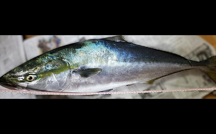 イワシが増えている？, 見かける場所も増えた, 大型青物の可能性, シーバスへの影響も, マグロの幼魚が増えた, メジマグロが釣れる理由