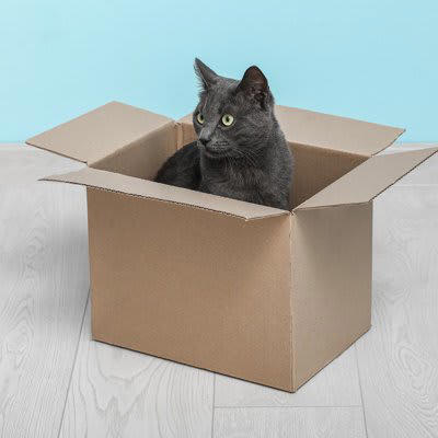 「猫転送装置」とは？, 猫転送装置の作り方, 猫が猫転送装置に吸い込まれる理由や心理, 狭い場所が好きだから
