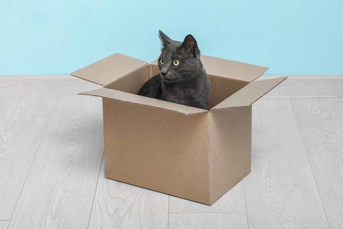 「猫転送装置」とは？, 猫転送装置の作り方, 猫が猫転送装置に吸い込まれる理由や心理, 狭い場所が好きだから