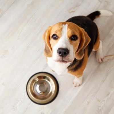 犬が要求しているときのサイン4選, 1.吠える・鳴く, 2.ジーッと見つめる, 3.体を擦り付ける, 4.前足でトントンしてくる, 執拗なアピールへの対処法
