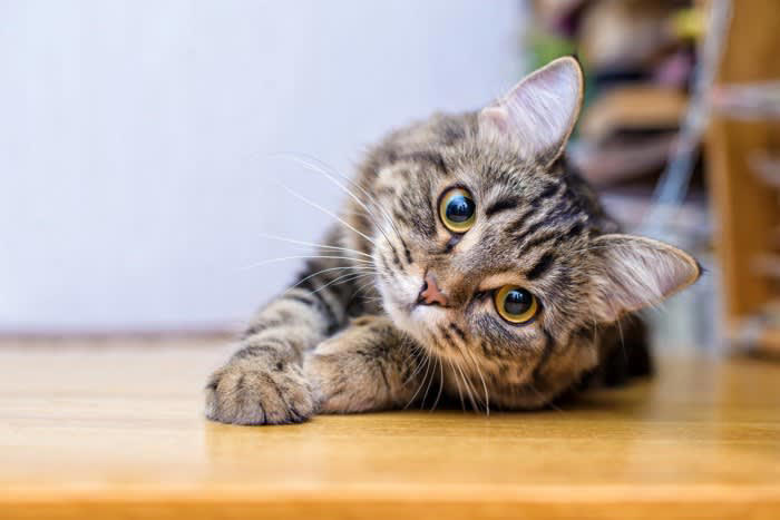猫からの「愛され度」を測る方法5選, 1.スリスリと体をこすりつける, 2.お腹を見せてゴロンとする, 3.ゆっくりとまばたきする, 4.喉をゴロゴロ鳴らす, 5.狩りの獲物を持ってくる, 猫のサインに隠される「注意すべき行動」とは, 猫との絆を深める方法