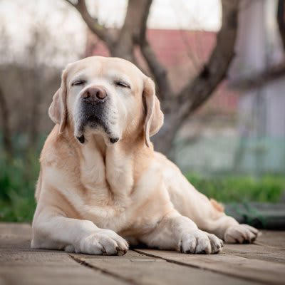 大型犬の寿命が短いといわれている理由5選, 1.成長スピードが早く、体への負担が大きい, 2.心臓や関節などへの負担が大きい, 3.遺伝的な疾患リスクが高め, 4.消化器系への負担が大きい, 5.飼育コストや環境管理の難しさが影響する場合も, 大型犬の平均寿命はどれくらい？, 飼い主ができる健康管理のポイント, 食事管理と体重コントロール, 適度な運動と休息のバランス, 定期的な健康診断を欠かさない