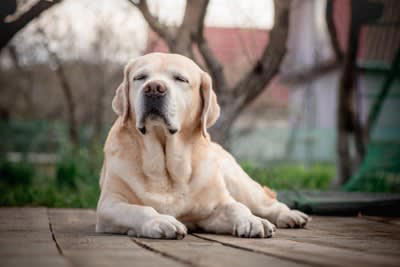 大型犬の寿命が短いといわれている理由5選, 1.成長スピードが早く、体への負担が大きい, 2.心臓や関節などへの負担が大きい, 3.遺伝的な疾患リスクが高め, 4.消化器系への負担が大きい, 5.飼育コストや環境管理の難しさが影響する場合も, 大型犬の平均寿命はどれくらい？, 飼い主ができる健康管理のポイント, 食事管理と体重コントロール, 適度な運動と休息のバランス, 定期的な健康診断を欠かさない