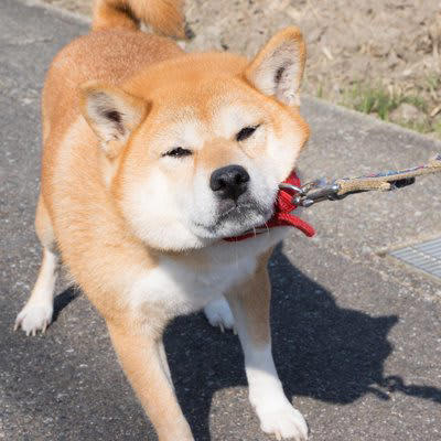️要注意！飼うのが難しい犬種, ボーダー・コリー, ジャックラッセル・テリア, ️犬を家族に迎える前に知っておくべきこと, SNSは理想に過ぎない, しつけは一朝一夕にはいかない, 運動不足はストレスのもと