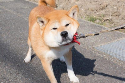 ️要注意！飼うのが難しい犬種, ボーダー・コリー, ジャックラッセル・テリア, ️犬を家族に迎える前に知っておくべきこと, SNSは理想に過ぎない, しつけは一朝一夕にはいかない, 運動不足はストレスのもと