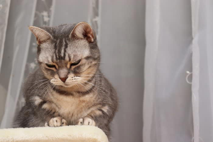 悲しみを抱える猫の気持ちを見逃さないために, 猫が『悲しんでいる』ときにみせる3つのサイン, 1.食欲の低下や水を飲まなくなる, 2.遊ばなくなり動きが鈍くなる, 3.鳴き声やしぐさが変わる, 猫の悲しみの原因と寄り添い方