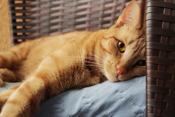 悲しみを抱える猫の気持ちを見逃さないために, 猫が『悲しんでいる』ときにみせる3つのサイン, 1.食欲の低下や水を飲まなくなる, 2.遊ばなくなり動きが鈍くなる, 3.鳴き声やしぐさが変わる, 猫の悲しみの原因と寄り添い方
