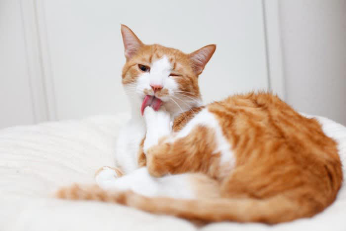猫からの「愛され度」を測る方法5選, 1.スリスリと体をこすりつける, 2.お腹を見せてゴロンとする, 3.ゆっくりとまばたきする, 4.喉をゴロゴロ鳴らす, 5.狩りの獲物を持ってくる, 猫のサインに隠される「注意すべき行動」とは, 猫との絆を深める方法