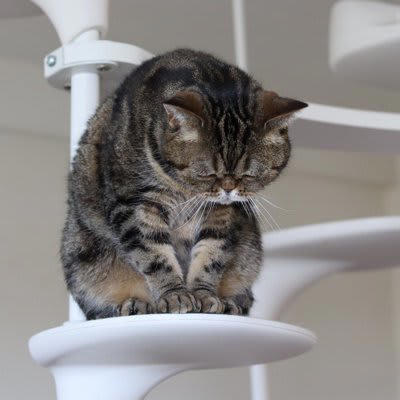 悲しみを抱える猫の気持ちを見逃さないために, 猫が『悲しんでいる』ときにみせる3つのサイン, 1.食欲の低下や水を飲まなくなる, 2.遊ばなくなり動きが鈍くなる, 3.鳴き声やしぐさが変わる, 猫の悲しみの原因と寄り添い方