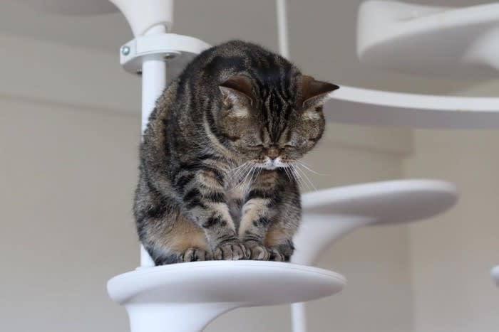悲しみを抱える猫の気持ちを見逃さないために, 猫が『悲しんでいる』ときにみせる3つのサイン, 1.食欲の低下や水を飲まなくなる, 2.遊ばなくなり動きが鈍くなる, 3.鳴き声やしぐさが変わる, 猫の悲しみの原因と寄り添い方