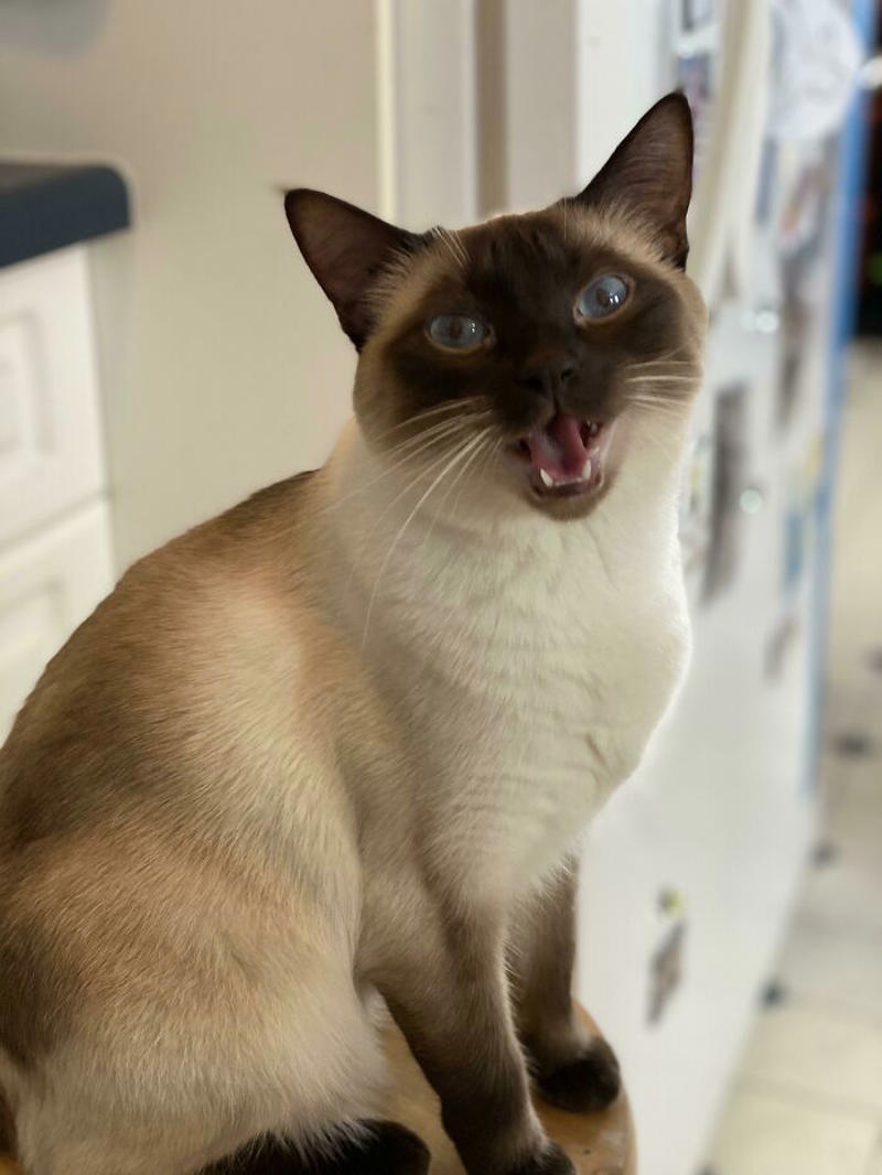 #9 We Are In The Middle Of A Blizzard And Fred Is Stoked Because It Means We Are All Home To Hear The Song Of Her People #5 Finished My Painting With 120 Yelling Cats!, #7 Couldn’t Stop Laughing At His Tiny Smol Yelly Face, #13 Very Excited For Amazon, #15 Screams And Spread Beans, #17 It’s His 14th Birthday Today!, #19 Loosey Isn’t Sure That You Really, Truly Understand About Second Breakfast, #21 Some Girl Started Yelling At Me While I Was Grocery Shopping, #23 Disapproving Cone Yell, #25 The Tiny Boss Of The House, 19 Years Old, #27 Thou Shall Not Pass..., #31 She Demands Payment For Her Outstanding Work, #33 Grabbed And Yelling, #35 Desperate Prisoner At The End Of Her Rope Cries Out For Freedom, #37 Fourteen, Toothless, And L O U D, #39 Aaaaaaaaa, #41 Brand New Yell!, #43 He Is Art, #45 Yelling At The Vet During Annual Wellness Exam, #47 The Yelling Book