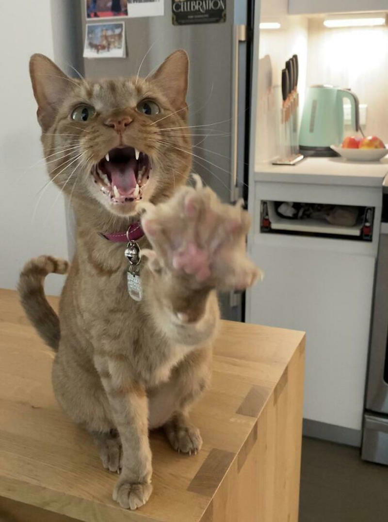 #15 Screams And Spread Beans #5 Finished My Painting With 120 Yelling Cats!, #7 Couldn’t Stop Laughing At His Tiny Smol Yelly Face, #13 Very Excited For Amazon, #15 Screams And Spread Beans, #17 It’s His 14th Birthday Today!, #19 Loosey Isn’t Sure That You Really, Truly Understand About Second Breakfast, #21 Some Girl Started Yelling At Me While I Was Grocery Shopping, #23 Disapproving Cone Yell, #25 The Tiny Boss Of The House, 19 Years Old, #27 Thou Shall Not Pass..., #31 She Demands Payment For Her Outstanding Work, #33 Grabbed And Yelling, #35 Desperate Prisoner At The End Of Her Rope Cries Out For Freedom, #37 Fourteen, Toothless, And L O U D, #39 Aaaaaaaaa, #41 Brand New Yell!, #43 He Is Art, #45 Yelling At The Vet During Annual Wellness Exam, #47 The Yelling Book