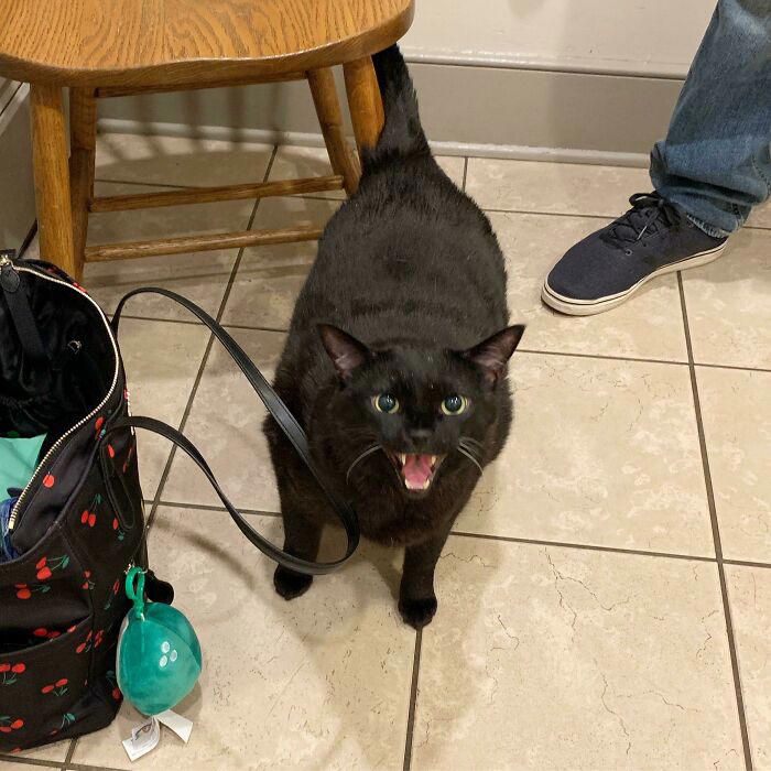 #45 Yelling At The Vet During Annual Wellness Exam #5 Finished My Painting With 120 Yelling Cats!, #7 Couldn’t Stop Laughing At His Tiny Smol Yelly Face, #13 Very Excited For Amazon, #15 Screams And Spread Beans, #17 It’s His 14th Birthday Today!, #19 Loosey Isn’t Sure That You Really, Truly Understand About Second Breakfast, #21 Some Girl Started Yelling At Me While I Was Grocery Shopping, #23 Disapproving Cone Yell, #25 The Tiny Boss Of The House, 19 Years Old, #27 Thou Shall Not Pass..., #31 She Demands Payment For Her Outstanding Work, #33 Grabbed And Yelling, #35 Desperate Prisoner At The End Of Her Rope Cries Out For Freedom, #37 Fourteen, Toothless, And L O U D, #39 Aaaaaaaaa, #41 Brand New Yell!, #43 He Is Art, #45 Yelling At The Vet During Annual Wellness Exam, #47 The Yelling Book