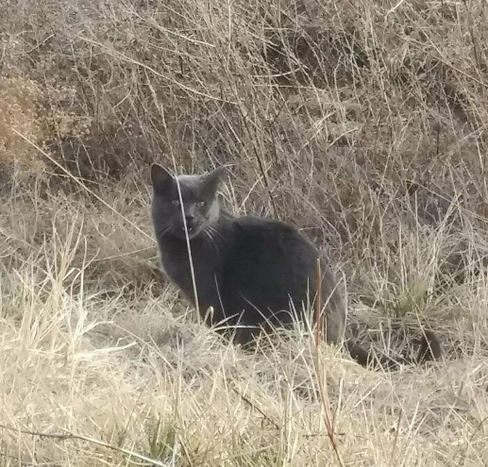 #11 This Guy Was Yelling At Me In A Drainage Ditch On My Walk. Turns Out He's Been Lost Since Thanksgiving. Cosmo Is Now Home! #5 Finished My Painting With 120 Yelling Cats!, #7 Couldn’t Stop Laughing At His Tiny Smol Yelly Face, #13 Very Excited For Amazon, #15 Screams And Spread Beans, #17 It’s His 14th Birthday Today!, #19 Loosey Isn’t Sure That You Really, Truly Understand About Second Breakfast, #21 Some Girl Started Yelling At Me While I Was Grocery Shopping, #23 Disapproving Cone Yell, #25 The Tiny Boss Of The House, 19 Years Old, #27 Thou Shall Not Pass..., #31 She Demands Payment For Her Outstanding Work, #33 Grabbed And Yelling, #35 Desperate Prisoner At The End Of Her Rope Cries Out For Freedom, #37 Fourteen, Toothless, And L O U D, #39 Aaaaaaaaa, #41 Brand New Yell!, #43 He Is Art, #45 Yelling At The Vet During Annual Wellness Exam, #47 The Yelling Book