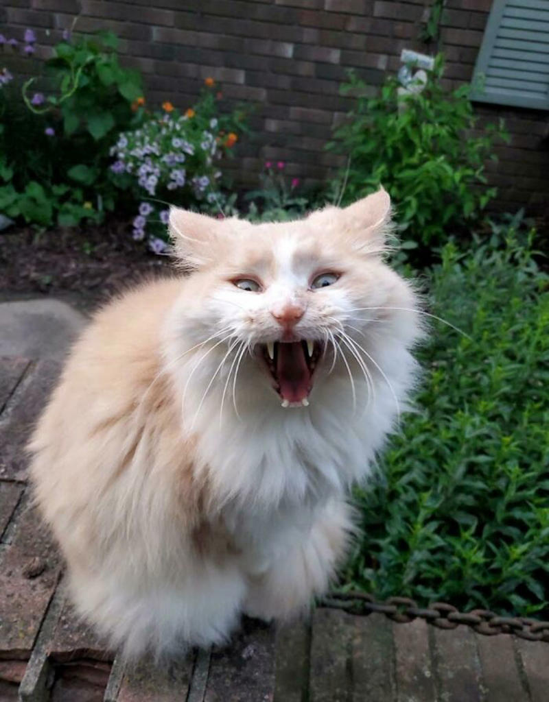 #29 Was Told I Should Post This Here. He Meows When He Yawns Which Turns Into A Smol Yell #5 Finished My Painting With 120 Yelling Cats!, #7 Couldn’t Stop Laughing At His Tiny Smol Yelly Face, #13 Very Excited For Amazon, #15 Screams And Spread Beans, #17 It’s His 14th Birthday Today!, #19 Loosey Isn’t Sure That You Really, Truly Understand About Second Breakfast, #21 Some Girl Started Yelling At Me While I Was Grocery Shopping, #23 Disapproving Cone Yell, #25 The Tiny Boss Of The House, 19 Years Old, #27 Thou Shall Not Pass..., #31 She Demands Payment For Her Outstanding Work, #33 Grabbed And Yelling, #35 Desperate Prisoner At The End Of Her Rope Cries Out For Freedom, #37 Fourteen, Toothless, And L O U D, #39 Aaaaaaaaa, #41 Brand New Yell!, #43 He Is Art, #45 Yelling At The Vet During Annual Wellness Exam, #47 The Yelling Book