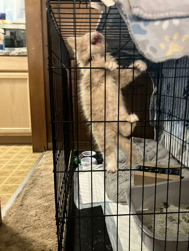 #35 Desperate Prisoner At The End Of Her Rope Cries Out For Freedom #5 Finished My Painting With 120 Yelling Cats!, #7 Couldn’t Stop Laughing At His Tiny Smol Yelly Face, #13 Very Excited For Amazon, #15 Screams And Spread Beans, #17 It’s His 14th Birthday Today!, #19 Loosey Isn’t Sure That You Really, Truly Understand About Second Breakfast, #21 Some Girl Started Yelling At Me While I Was Grocery Shopping, #23 Disapproving Cone Yell, #25 The Tiny Boss Of The House, 19 Years Old, #27 Thou Shall Not Pass..., #31 She Demands Payment For Her Outstanding Work, #33 Grabbed And Yelling, #35 Desperate Prisoner At The End Of Her Rope Cries Out For Freedom, #37 Fourteen, Toothless, And L O U D, #39 Aaaaaaaaa, #41 Brand New Yell!, #43 He Is Art, #45 Yelling At The Vet During Annual Wellness Exam, #47 The Yelling Book