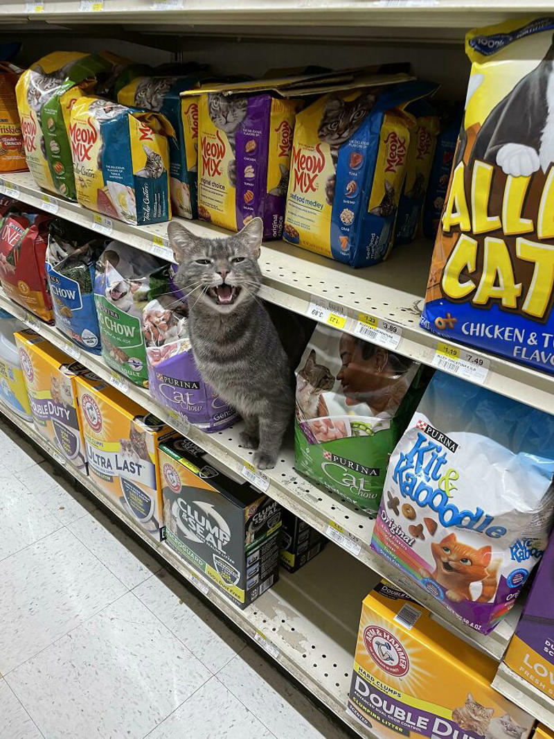 #21 Some Girl Started Yelling At Me While I Was Grocery Shopping #5 Finished My Painting With 120 Yelling Cats!, #7 Couldn’t Stop Laughing At His Tiny Smol Yelly Face, #13 Very Excited For Amazon, #15 Screams And Spread Beans, #17 It’s His 14th Birthday Today!, #19 Loosey Isn’t Sure That You Really, Truly Understand About Second Breakfast, #21 Some Girl Started Yelling At Me While I Was Grocery Shopping, #23 Disapproving Cone Yell, #25 The Tiny Boss Of The House, 19 Years Old, #27 Thou Shall Not Pass..., #31 She Demands Payment For Her Outstanding Work, #33 Grabbed And Yelling, #35 Desperate Prisoner At The End Of Her Rope Cries Out For Freedom, #37 Fourteen, Toothless, And L O U D, #39 Aaaaaaaaa, #41 Brand New Yell!, #43 He Is Art, #45 Yelling At The Vet During Annual Wellness Exam, #47 The Yelling Book