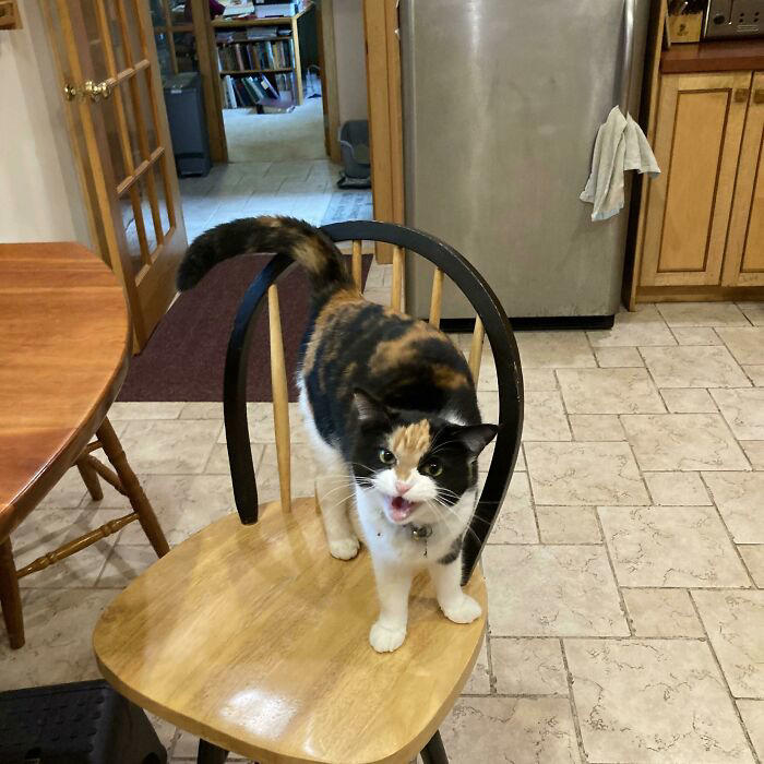 #19 Loosey Isn’t Sure That You Really, Truly Understand About Second Breakfast #5 Finished My Painting With 120 Yelling Cats!, #7 Couldn’t Stop Laughing At His Tiny Smol Yelly Face, #13 Very Excited For Amazon, #15 Screams And Spread Beans, #17 It’s His 14th Birthday Today!, #19 Loosey Isn’t Sure That You Really, Truly Understand About Second Breakfast, #21 Some Girl Started Yelling At Me While I Was Grocery Shopping, #23 Disapproving Cone Yell, #25 The Tiny Boss Of The House, 19 Years Old, #27 Thou Shall Not Pass..., #31 She Demands Payment For Her Outstanding Work, #33 Grabbed And Yelling, #35 Desperate Prisoner At The End Of Her Rope Cries Out For Freedom, #37 Fourteen, Toothless, And L O U D, #39 Aaaaaaaaa, #41 Brand New Yell!, #43 He Is Art, #45 Yelling At The Vet During Annual Wellness Exam, #47 The Yelling Book