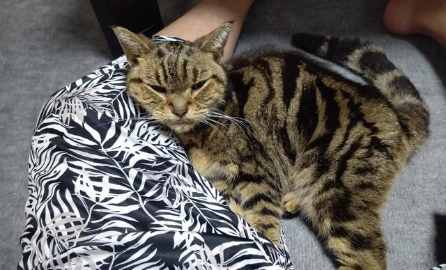 先住猫とは対照的な見た目の猫を譲り受けて…, 急性腎不全が判明して“自分たちの無知さ”を猛省, うつや心身症と闘いながら「急性腎不全」を治そうと足掻いた涙の日々, 遺された愛猫や家族がペットロス後の支えになったけれど…