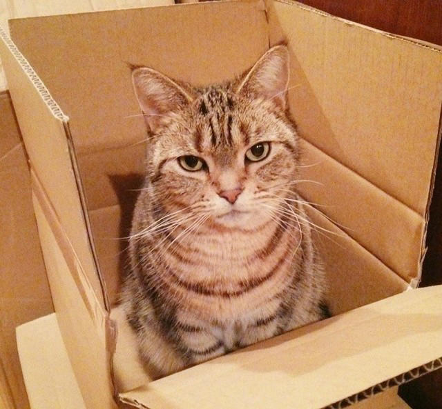 先住猫とは対照的な見た目の猫を譲り受けて…, 急性腎不全が判明して“自分たちの無知さ”を猛省, うつや心身症と闘いながら「急性腎不全」を治そうと足掻いた涙の日々, 遺された愛猫や家族がペットロス後の支えになったけれど…