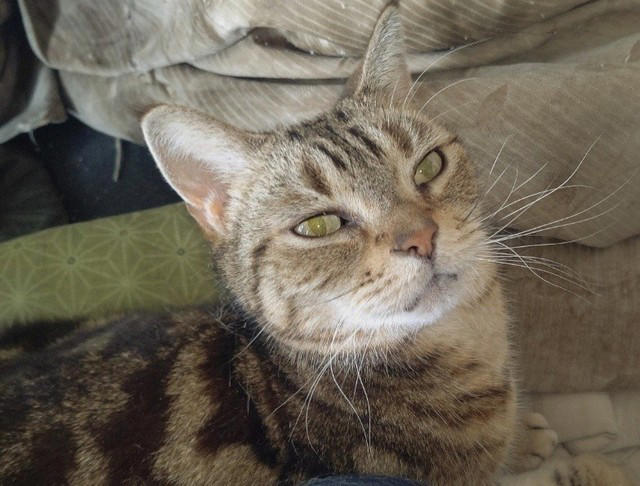 先住猫とは対照的な見た目の猫を譲り受けて…, 急性腎不全が判明して“自分たちの無知さ”を猛省, うつや心身症と闘いながら「急性腎不全」を治そうと足掻いた涙の日々, 遺された愛猫や家族がペットロス後の支えになったけれど…