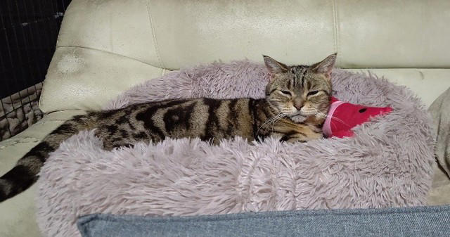 先住猫とは対照的な見た目の猫を譲り受けて…, 急性腎不全が判明して“自分たちの無知さ”を猛省, うつや心身症と闘いながら「急性腎不全」を治そうと足掻いた涙の日々, 遺された愛猫や家族がペットロス後の支えになったけれど…