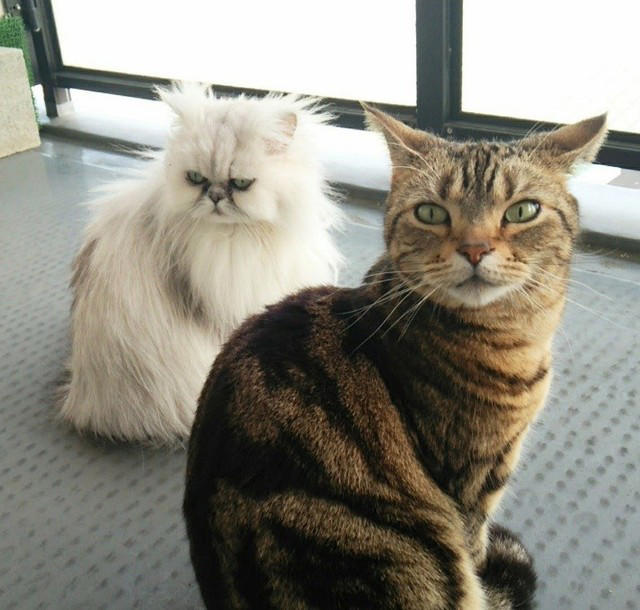 先住猫とは対照的な見た目の猫を譲り受けて…, 急性腎不全が判明して“自分たちの無知さ”を猛省, うつや心身症と闘いながら「急性腎不全」を治そうと足掻いた涙の日々, 遺された愛猫や家族がペットロス後の支えになったけれど…