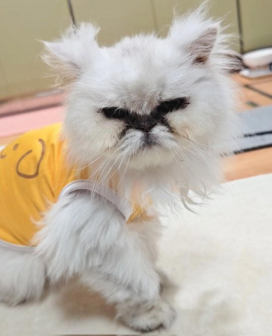 先住猫とは対照的な見た目の猫を譲り受けて…, 急性腎不全が判明して“自分たちの無知さ”を猛省, うつや心身症と闘いながら「急性腎不全」を治そうと足掻いた涙の日々, 遺された愛猫や家族がペットロス後の支えになったけれど…