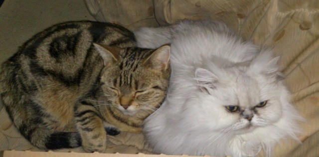 先住猫とは対照的な見た目の猫を譲り受けて…, 急性腎不全が判明して“自分たちの無知さ”を猛省, うつや心身症と闘いながら「急性腎不全」を治そうと足掻いた涙の日々, 遺された愛猫や家族がペットロス後の支えになったけれど…