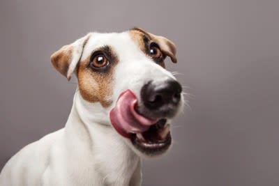 犬がペロペロ舐める理由4選, 1.コミュニケーション, 3.落ち着かせようとしている, 4.いいニオイがする, 舐めさせ続けた場合の悪影響とは？