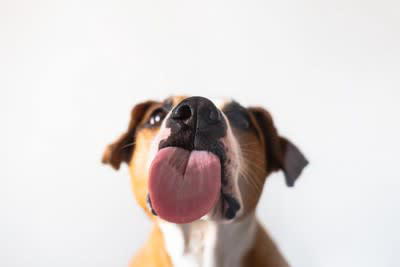 犬がペロペロ舐める理由4選, 1.コミュニケーション, 3.落ち着かせようとしている, 4.いいニオイがする, 舐めさせ続けた場合の悪影響とは？